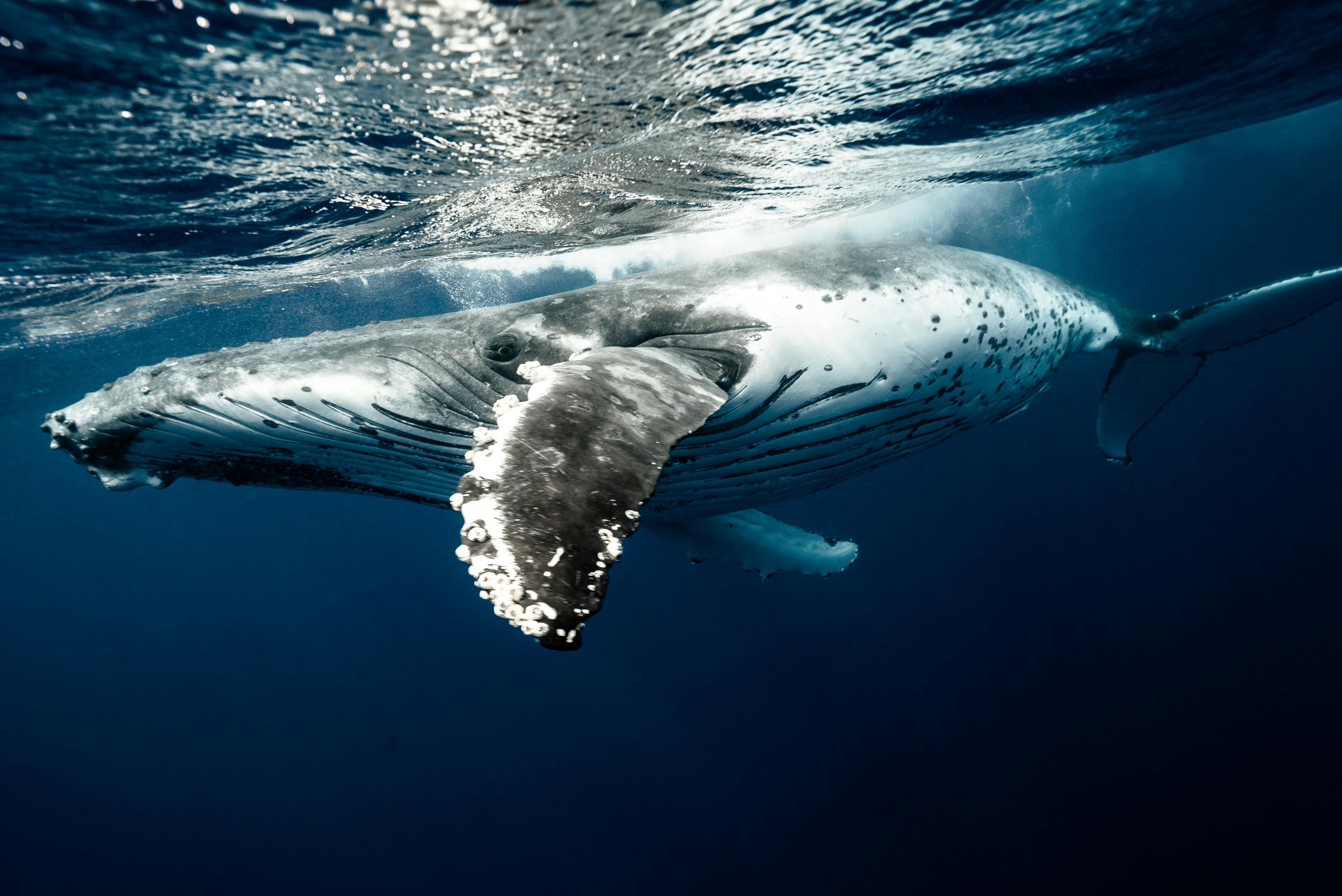 A whale swimming in the ocean