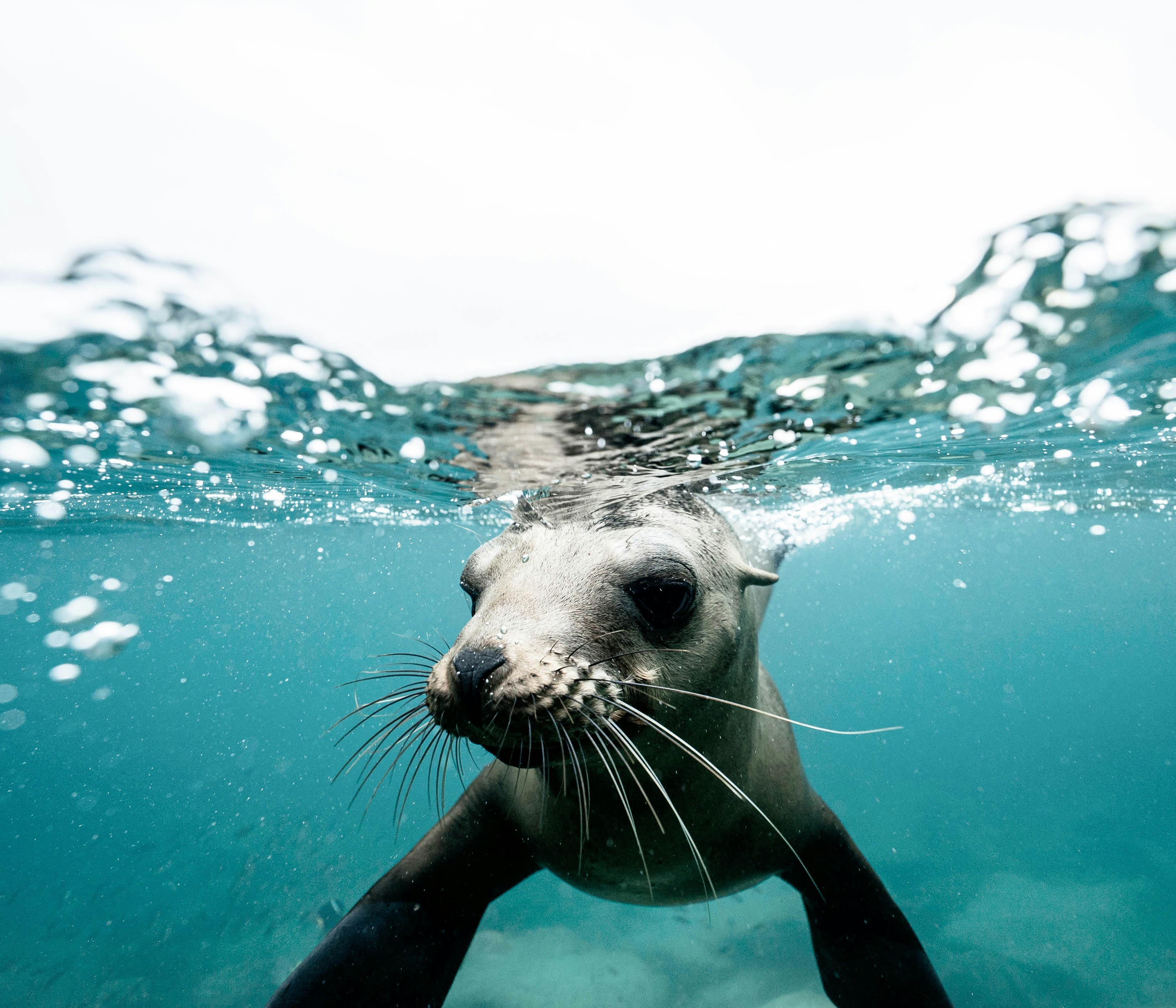 A sea lion swimming in the ocean